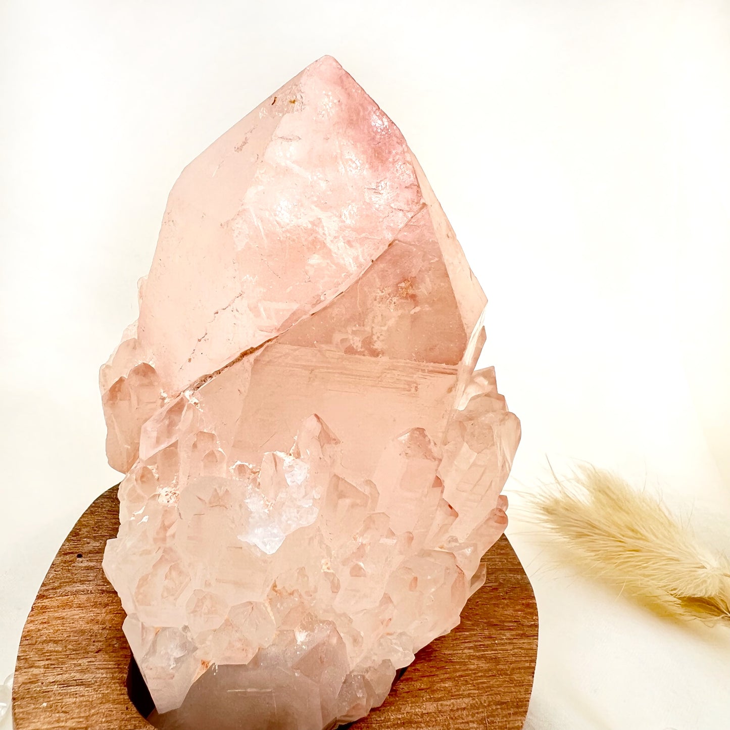 鼎立巨牙粉紅菠蘿骨幹水晶